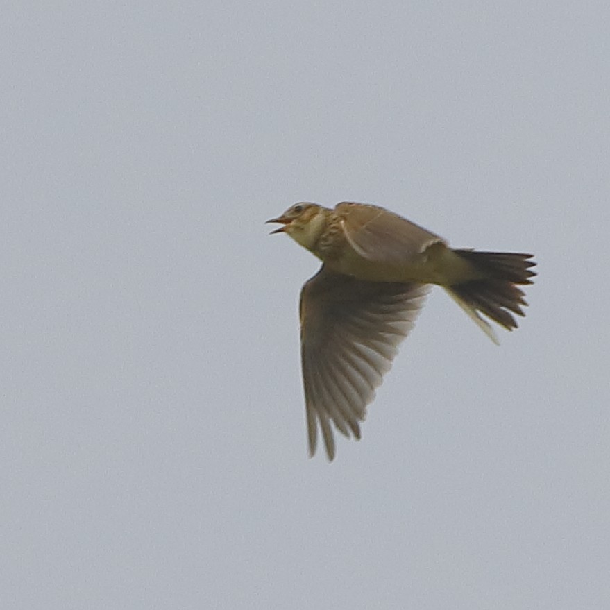 Eurasian Skylark - ML616941949