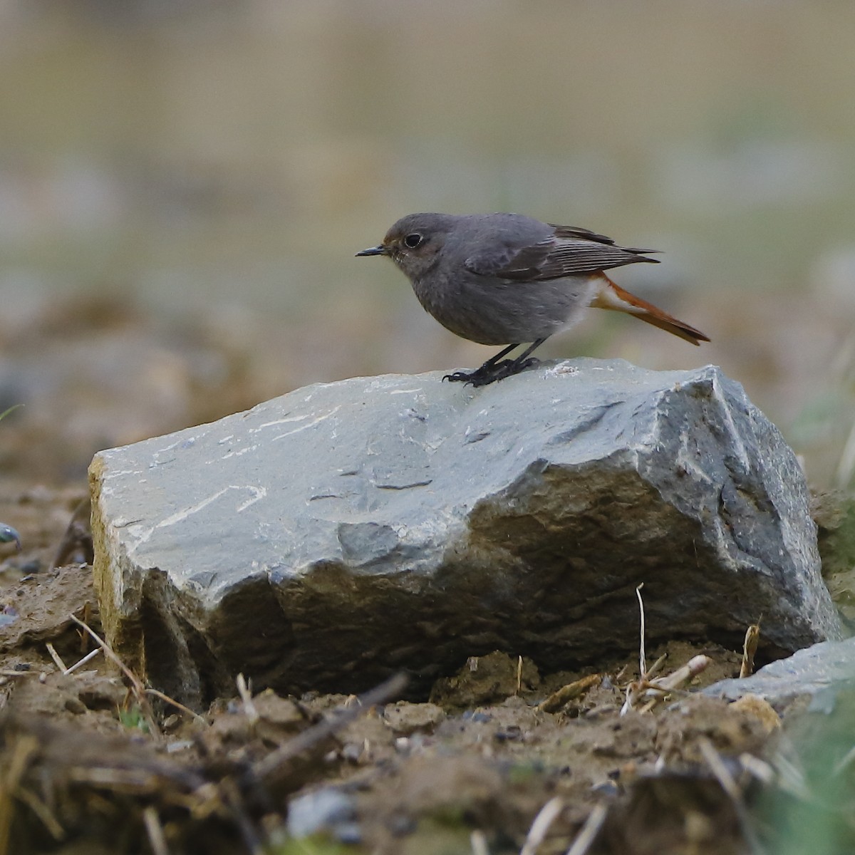 Black Redstart - ML616942032