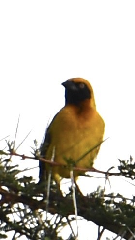 Speke's Weaver - Cathy Staropoli