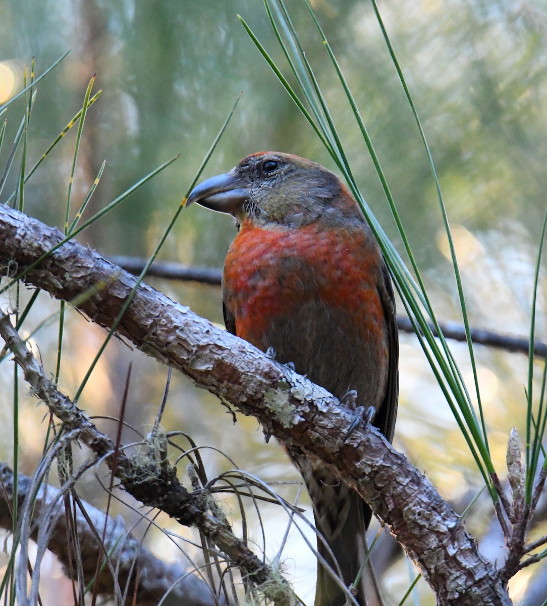 Hispaniolan Crossbill - David Chernack