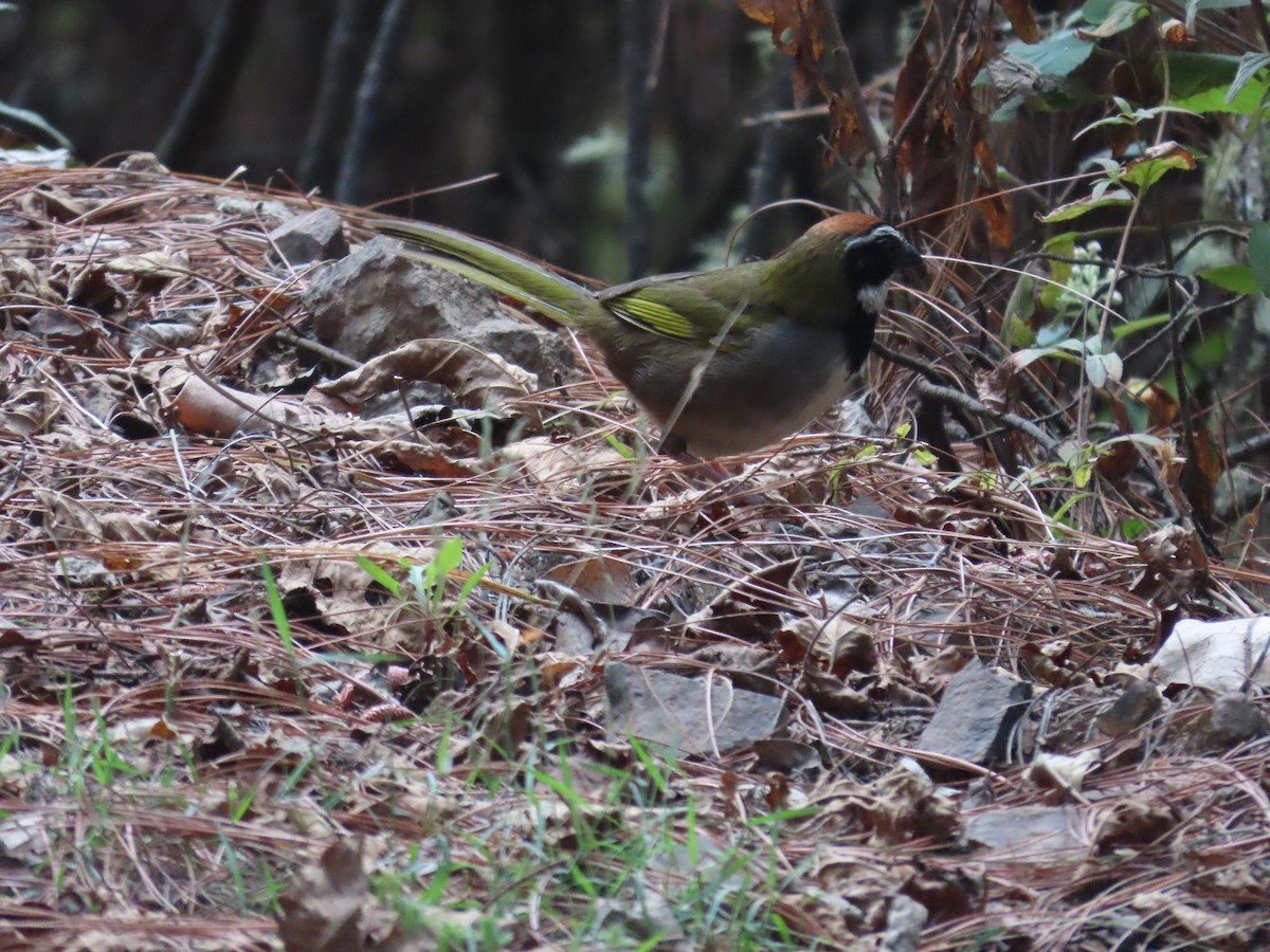 Collared Towhee - ML616942216