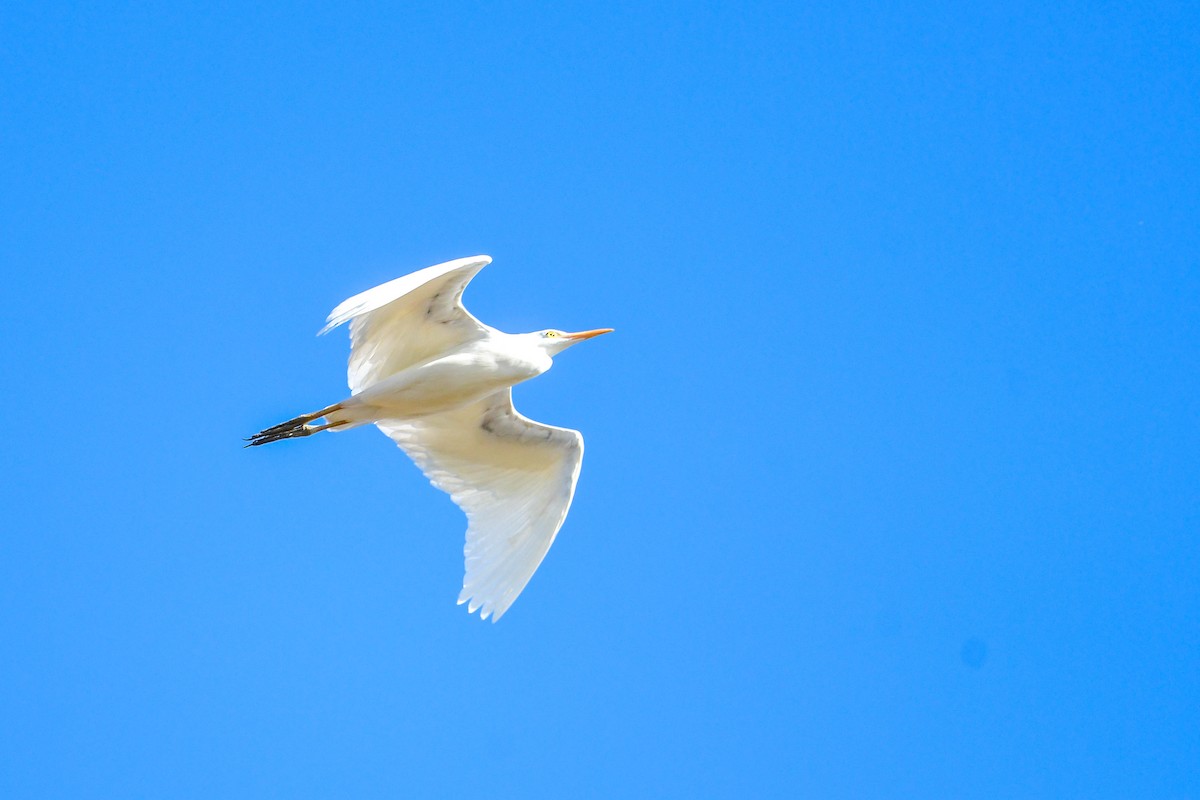 Yellow-billed Egret - ML616942244