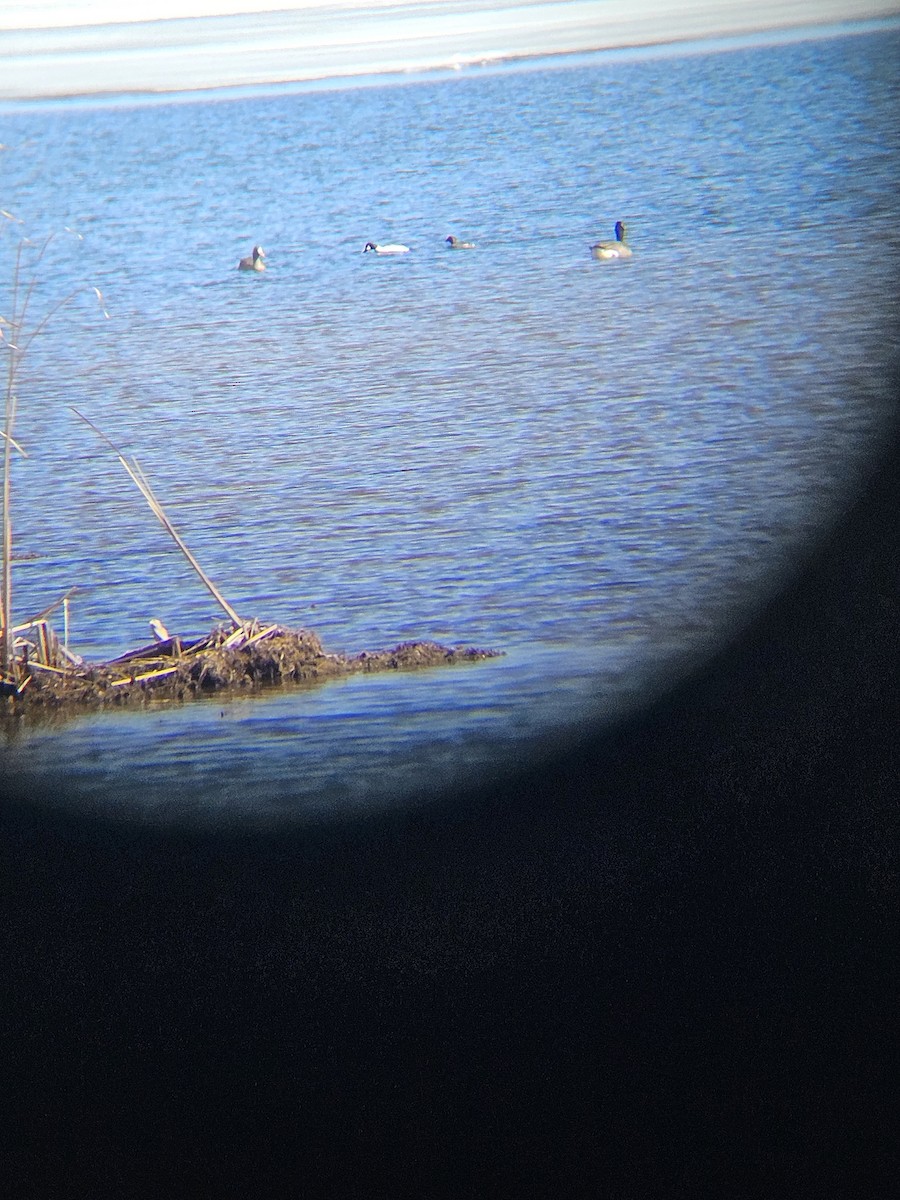 Greater White-fronted Goose - ML616942263