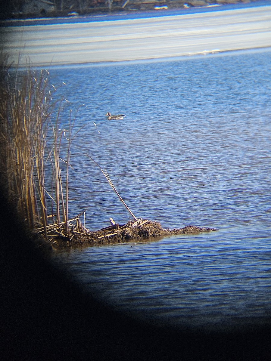 Greater White-fronted Goose - ML616942266