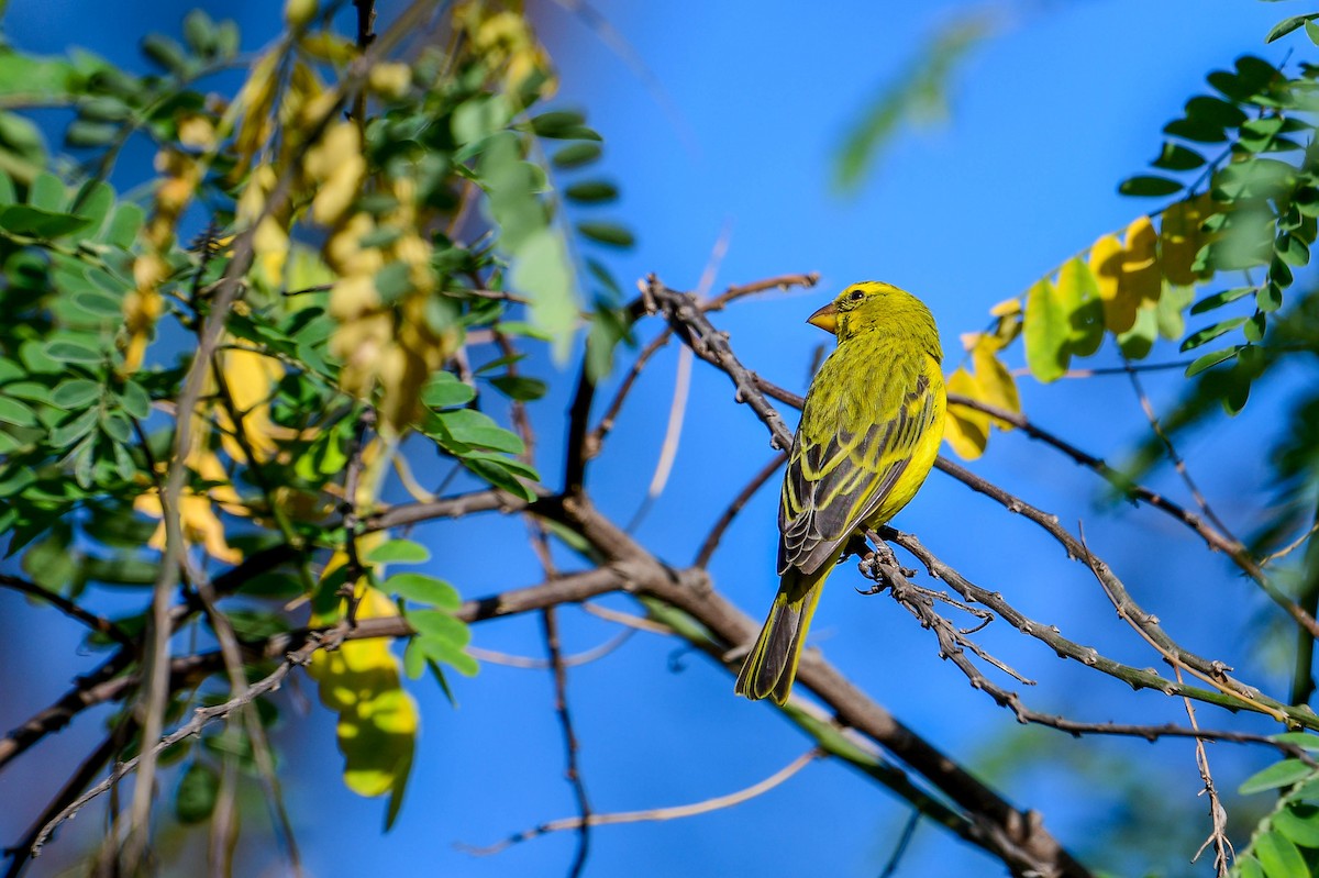 Brimstone Canary - ML616942282