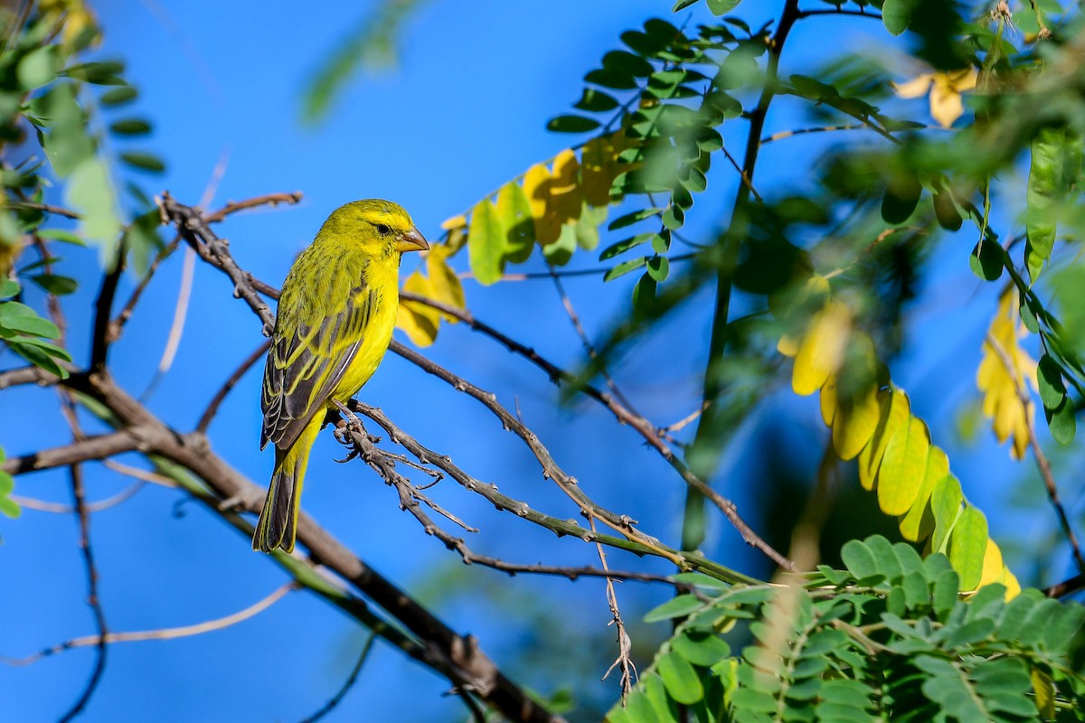 Brimstone Canary - ML616942283