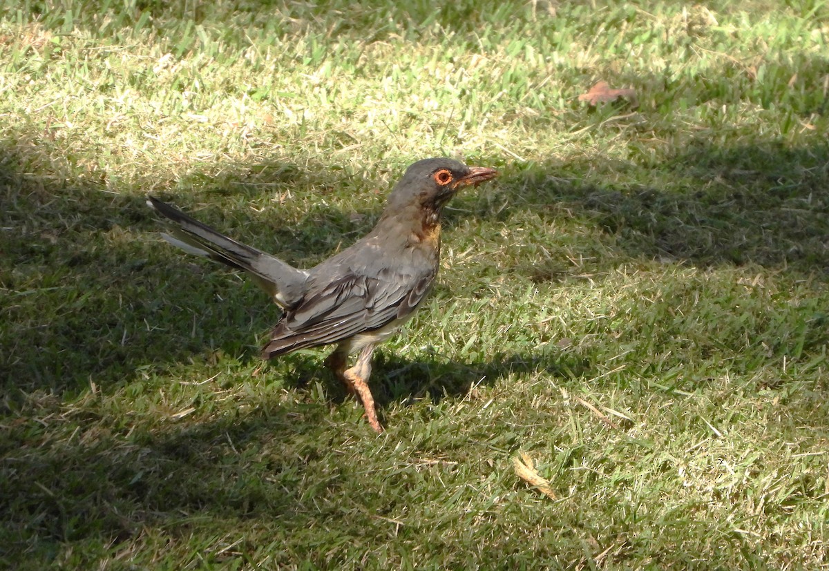 Red-legged Thrush - Kent Davis