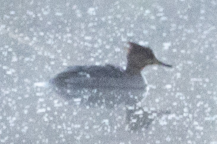 Red-breasted Merganser - ML616942298