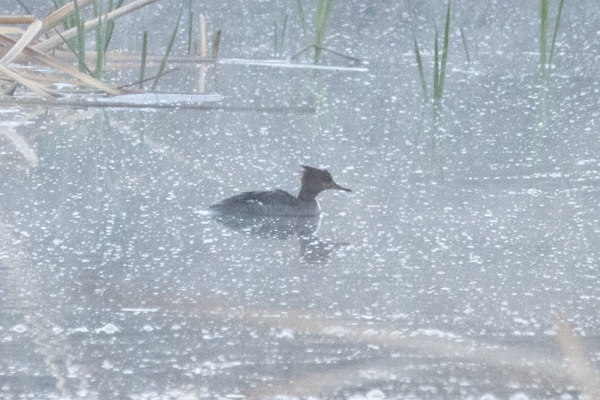 Red-breasted Merganser - ML616942299