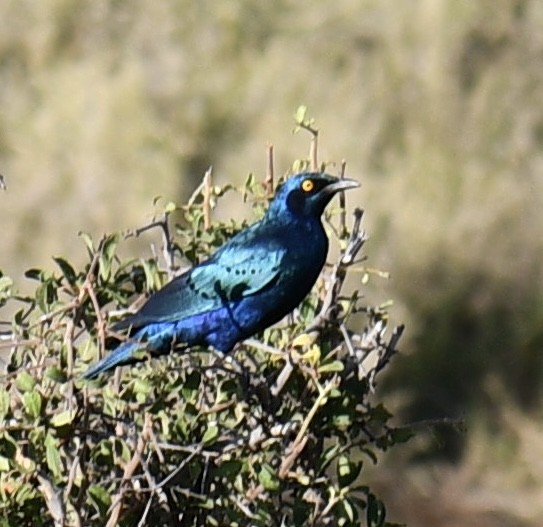 Greater Blue-eared Starling - ML616942310