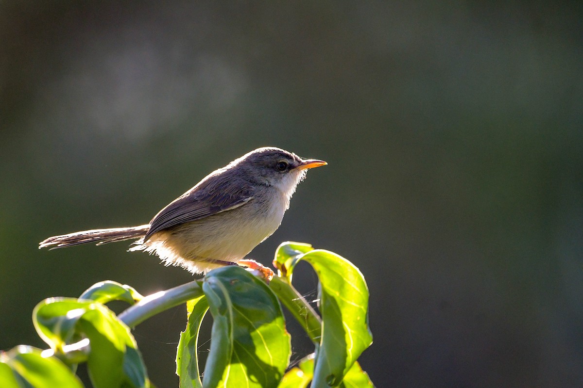 Tawny-flanked Prinia - ML616942414