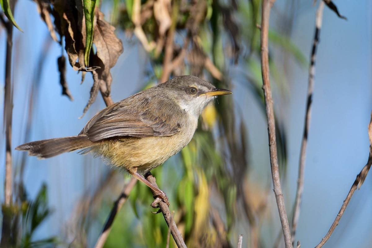 Tawny-flanked Prinia - ML616942415