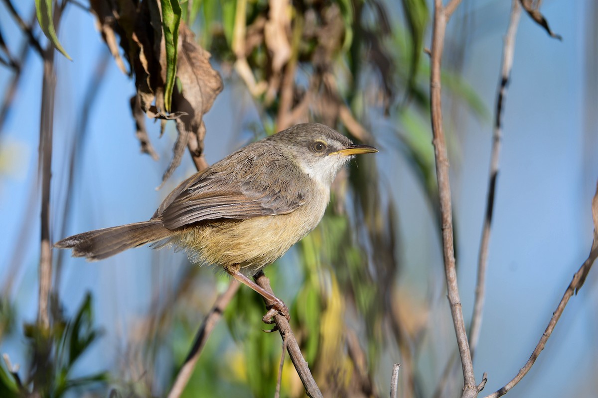 Tawny-flanked Prinia - ML616942416