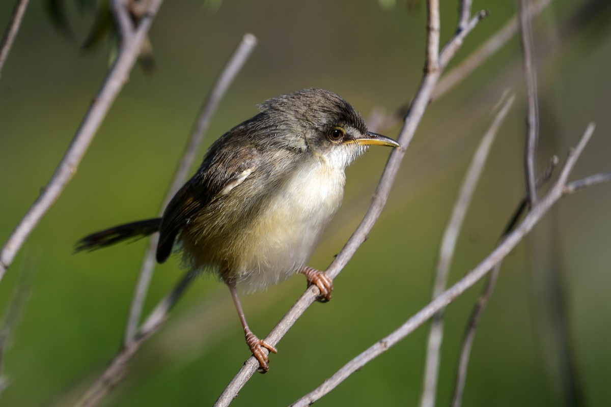 Prinia modeste - ML616942417