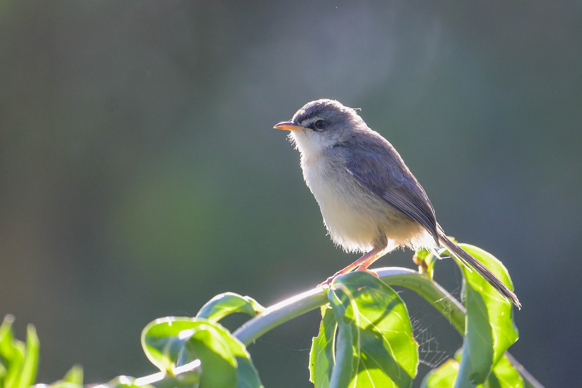 Tawny-flanked Prinia - ML616942418