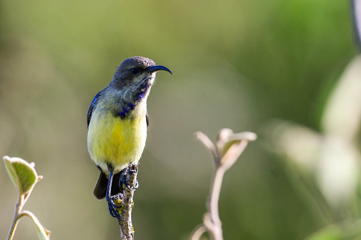 Variable Sunbird - Raphaël Nussbaumer