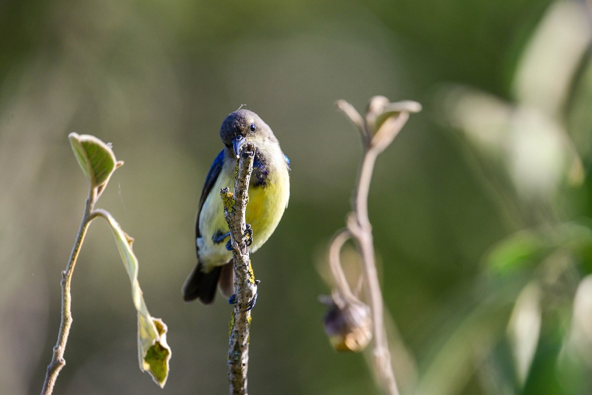 Variable Sunbird - Raphaël Nussbaumer