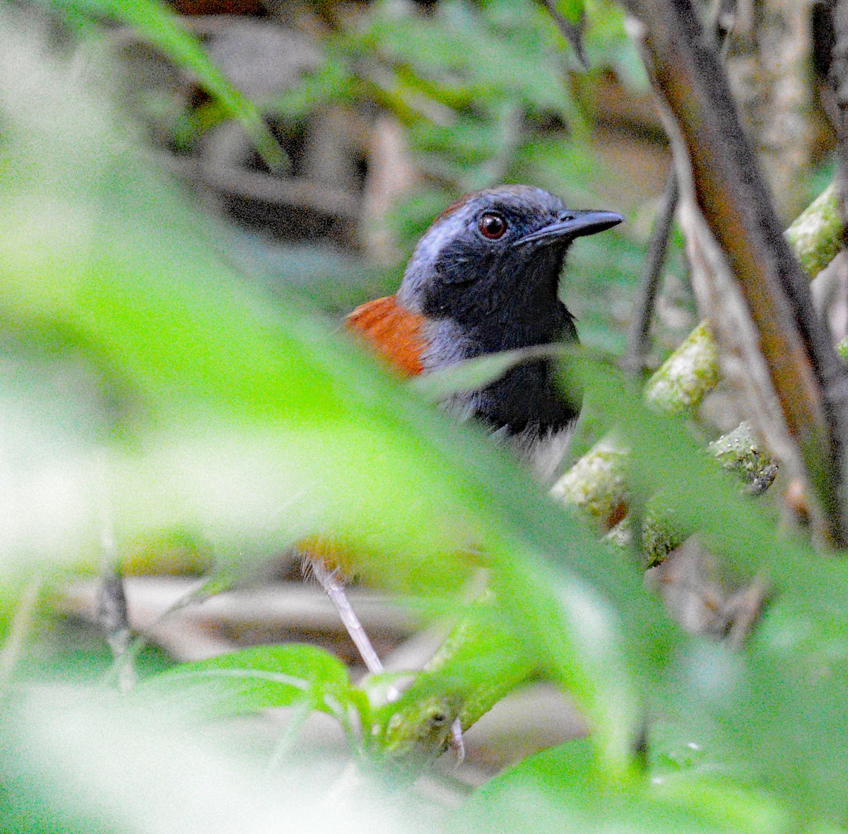 White-bellied Antbird - Michael J Good