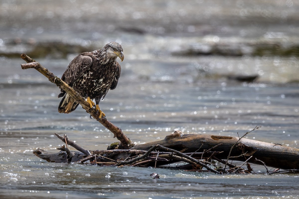 Weißkopf-Seeadler - ML616942465
