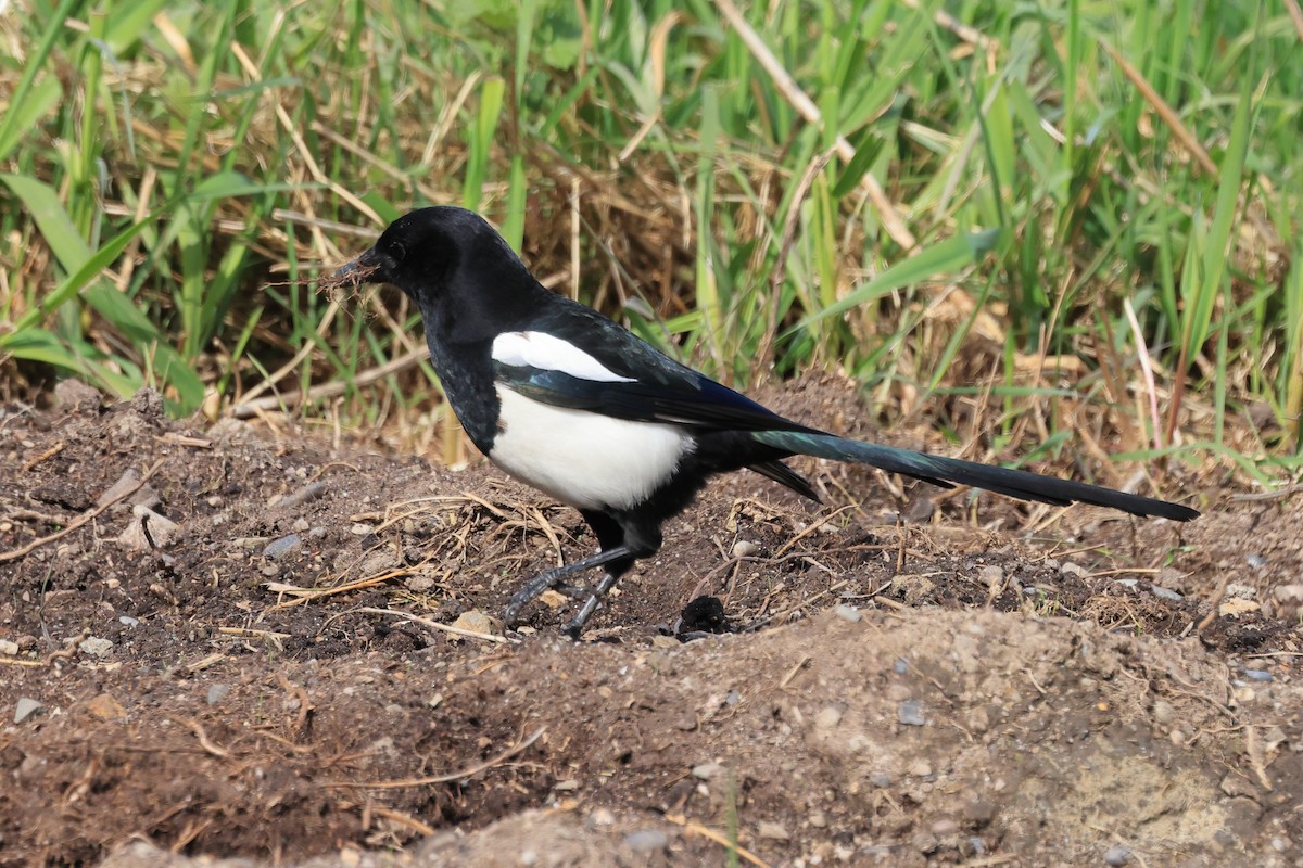 Eurasian Magpie (Eurasian) - Paul (Mac) Smith🦅