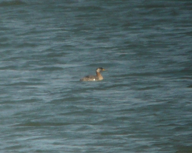 Red-necked Grebe - Doug Willis