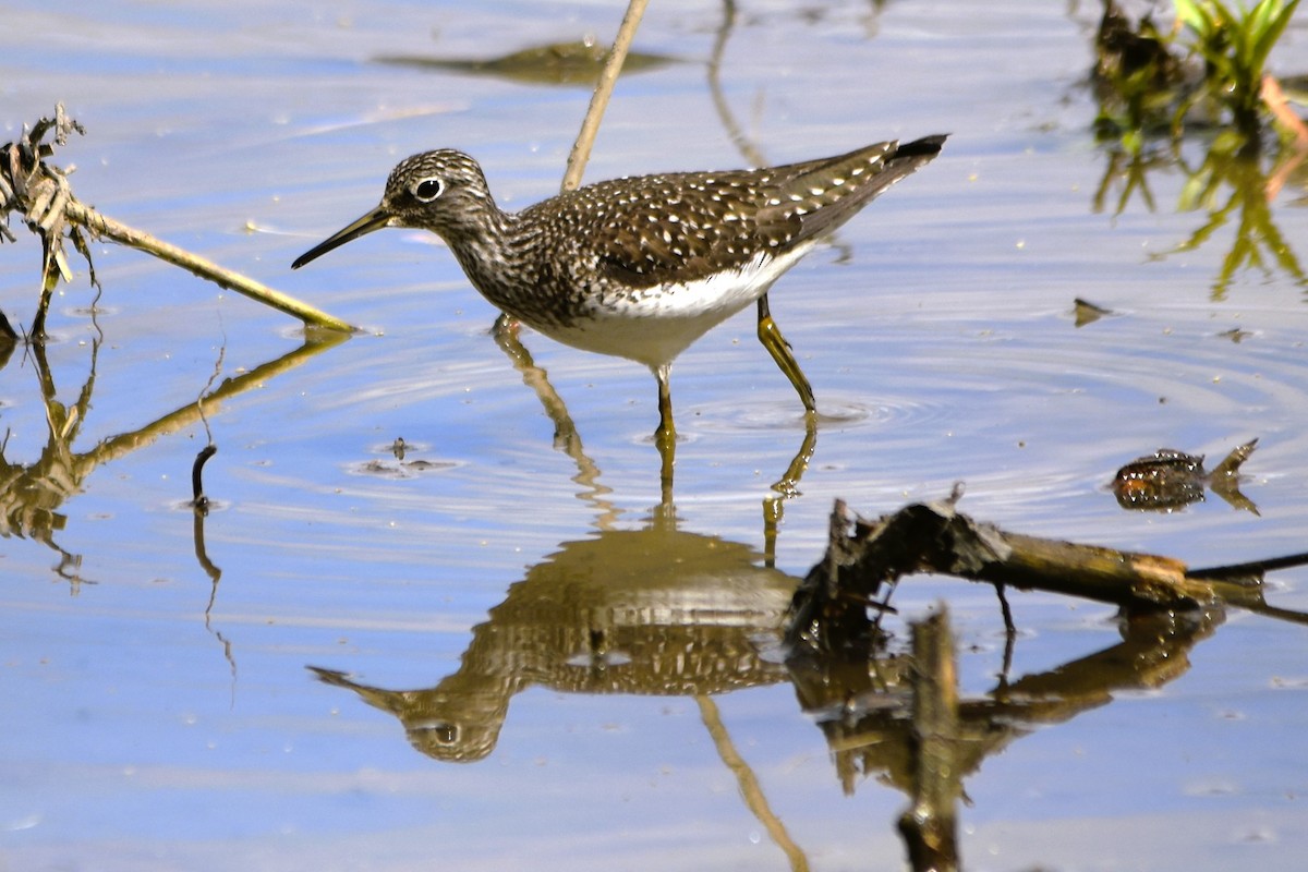 Solitary Sandpiper - Mark Greene