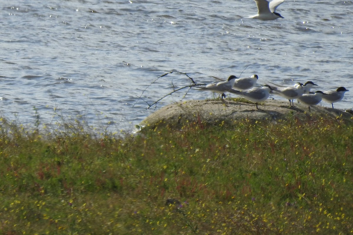 Gull-billed Tern - ML616942608