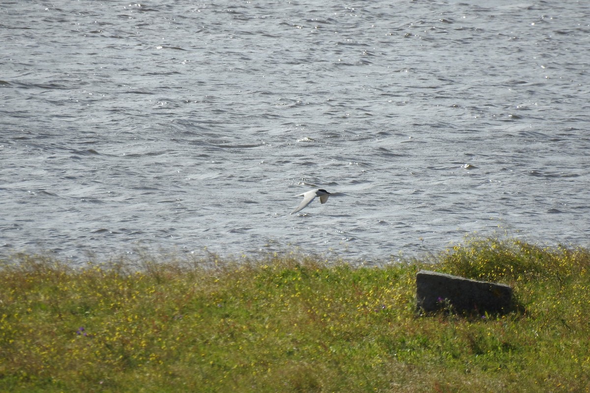 Gull-billed Tern - ML616942610