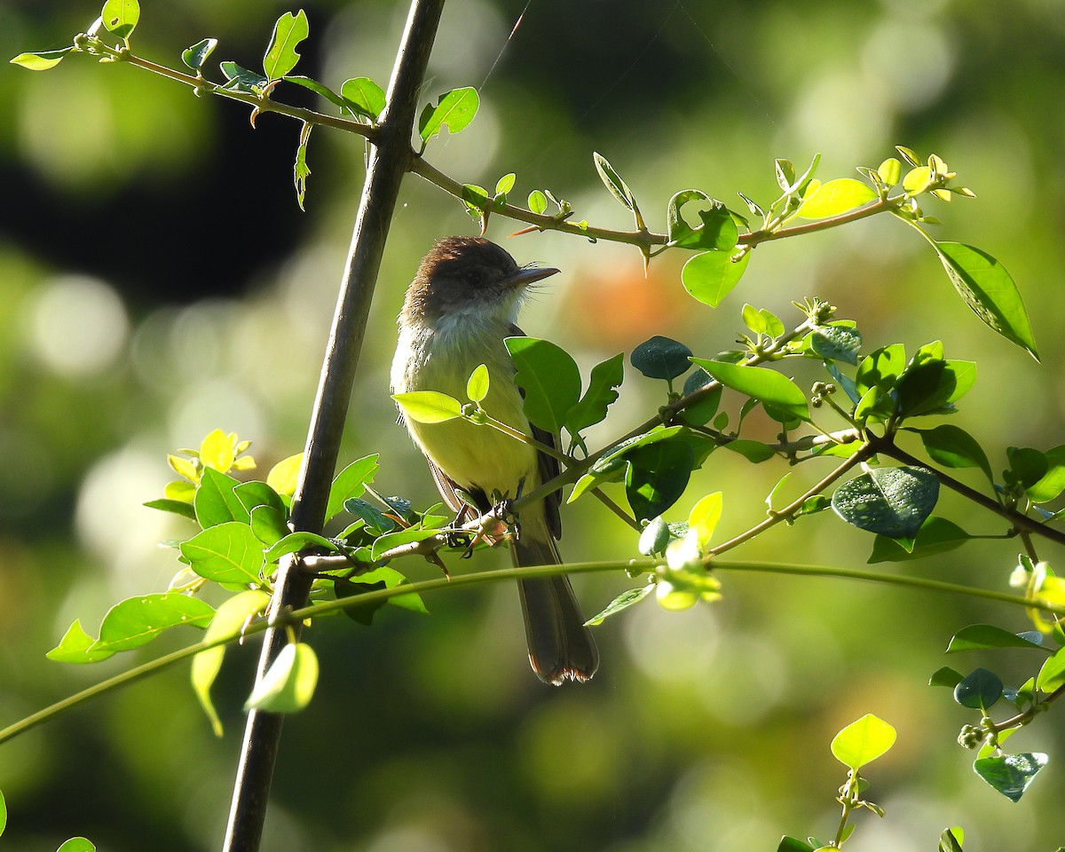 Sad Flycatcher - Bill Hatten