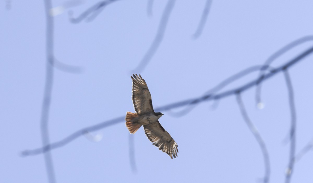Red-tailed Hawk - ML616942751