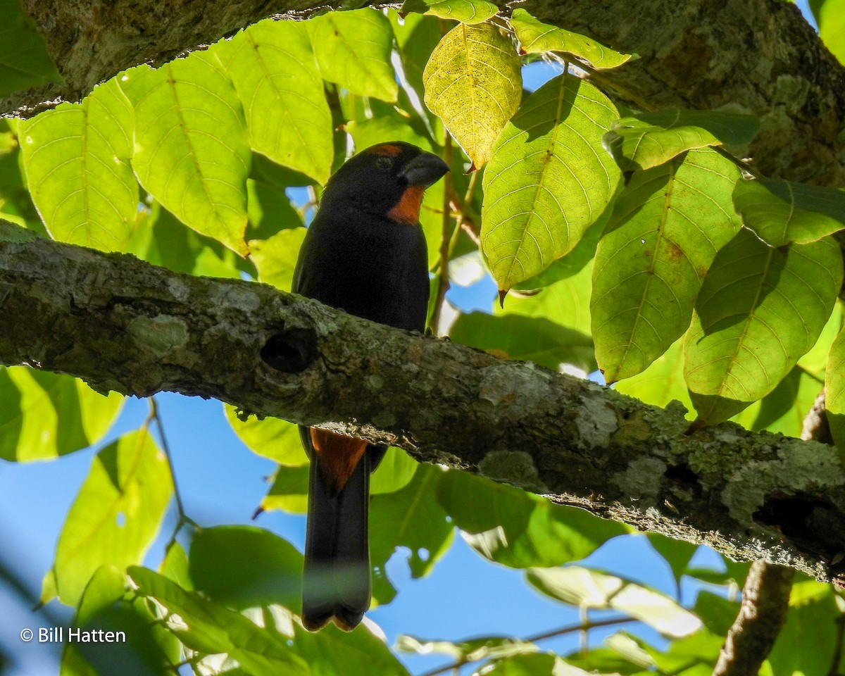 Greater Antillean Bullfinch - Bill Hatten