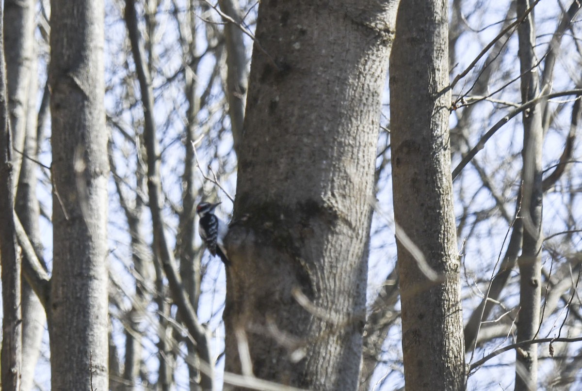 Hairy Woodpecker - ML616942764