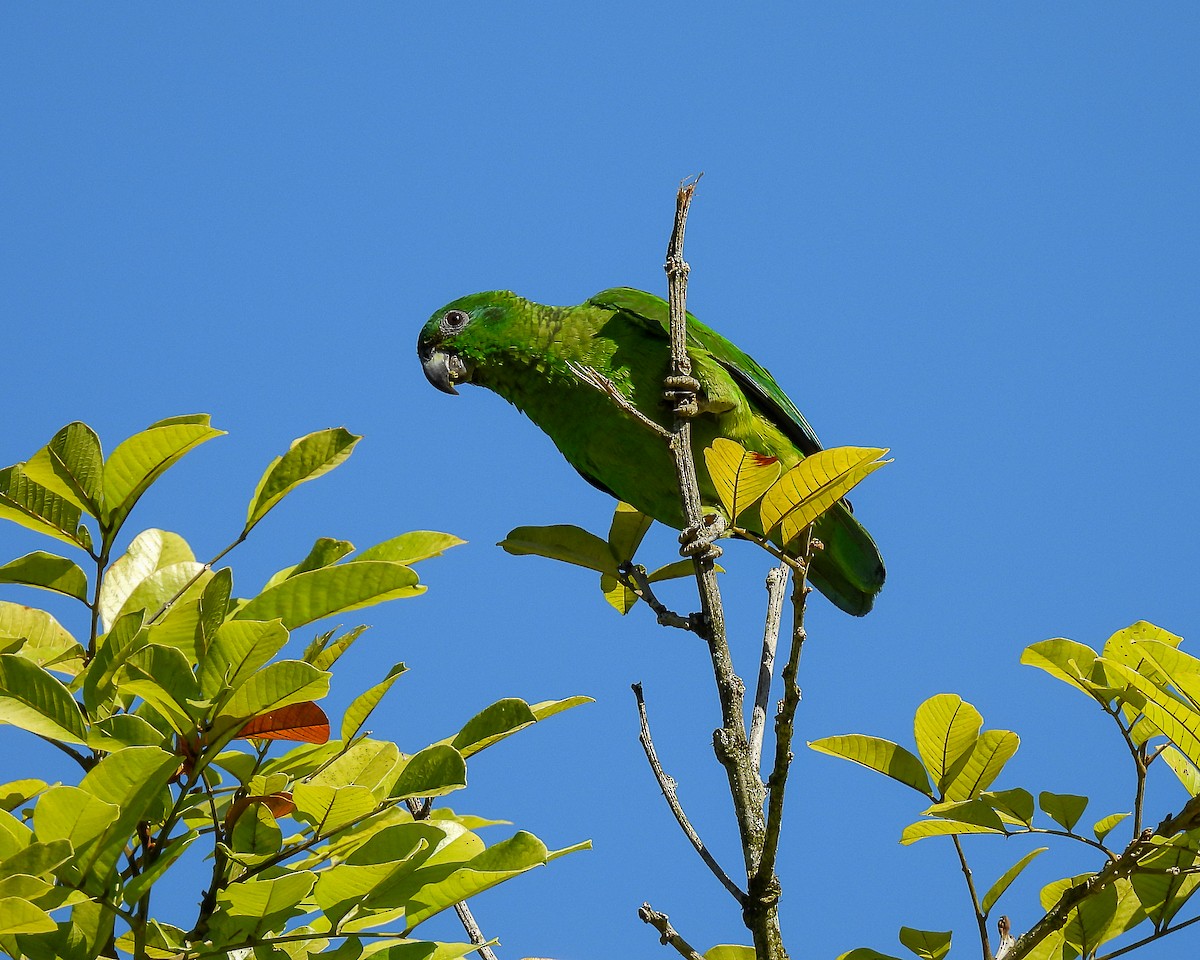 Black-billed Parrot - ML616942893