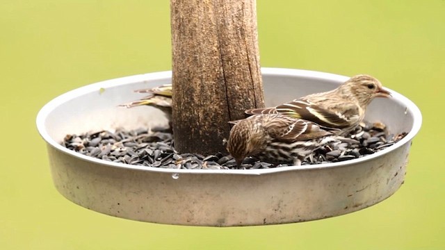 Pine Siskin - ML616942934