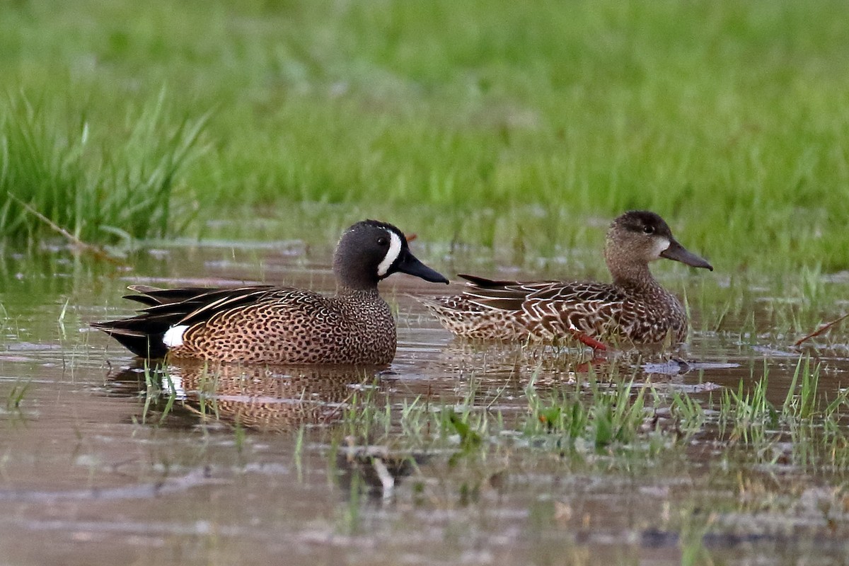 Blue-winged Teal - ML616942944