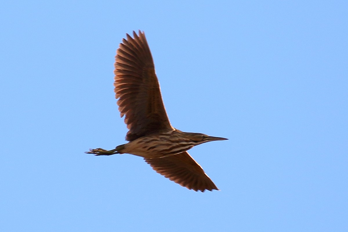 American Bittern - ML616942977