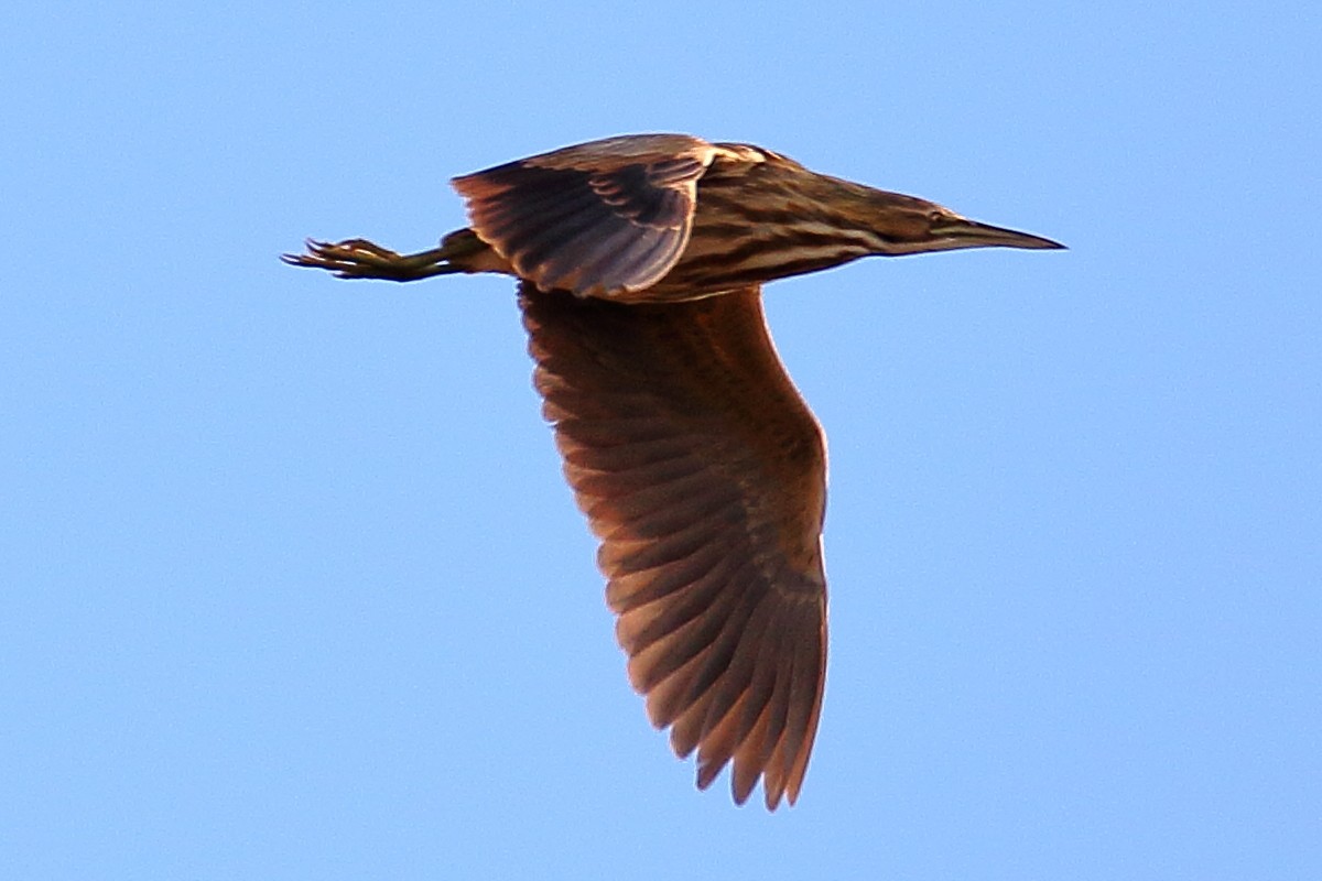American Bittern - ML616942980