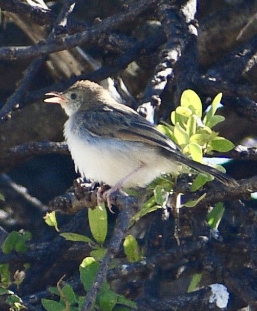 Rattling Cisticola - ML616943038