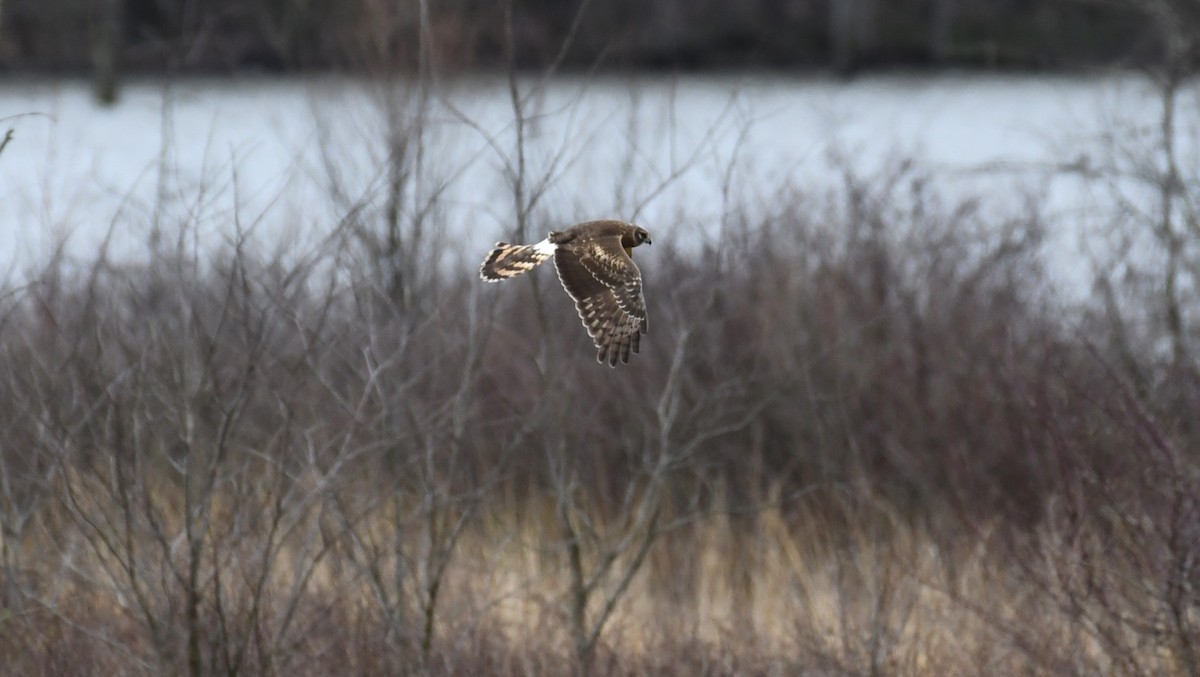 Northern Harrier - ML616943056