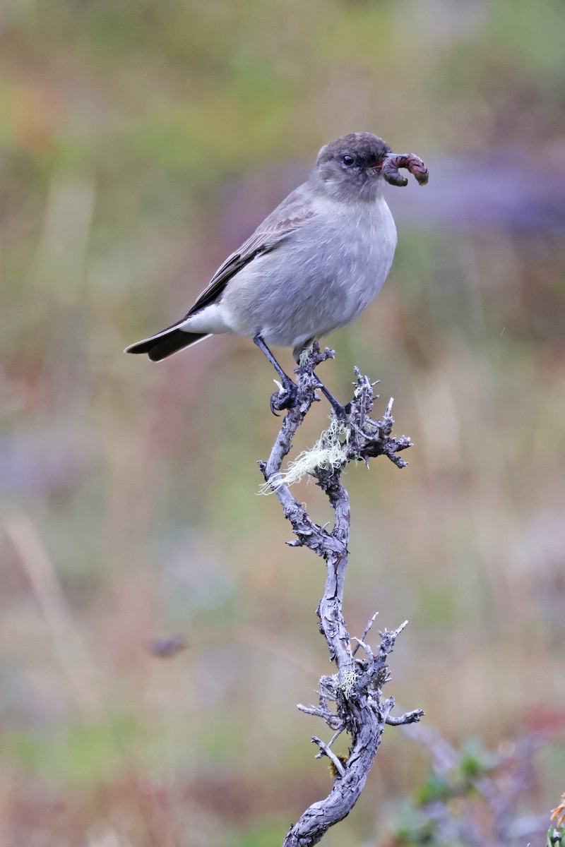 Dark-faced Ground-Tyrant - Nathan Wall