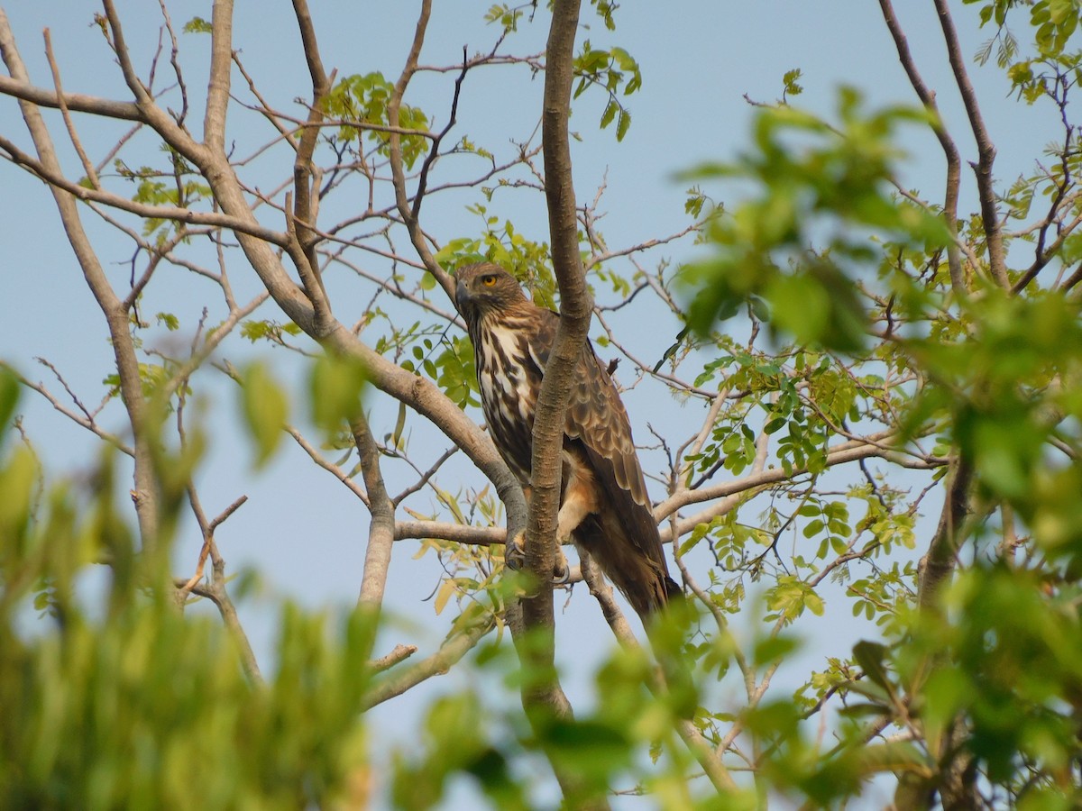 Changeable Hawk-Eagle - ML616943074