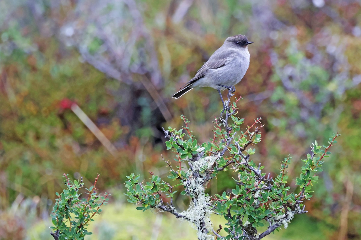 Dormilona Carinegra - ML616943080