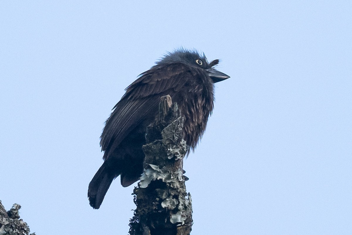 Gray-throated Barbet - ML616943084