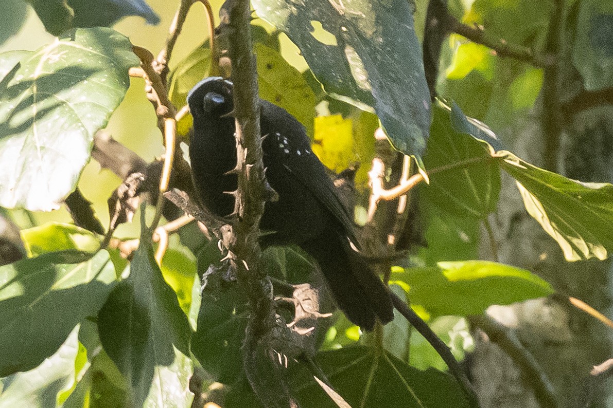 Negrita Canosa - ML616943095