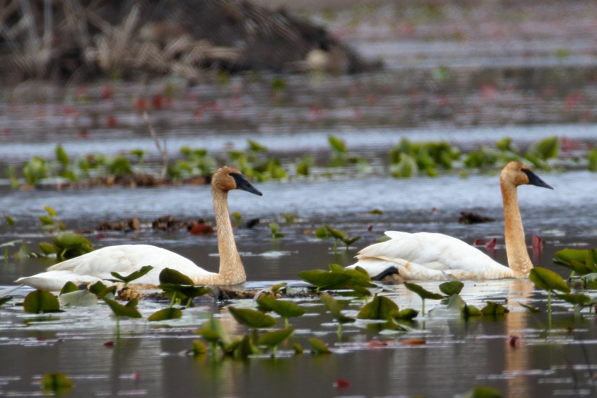 Trumpeter Swan - ML616943107