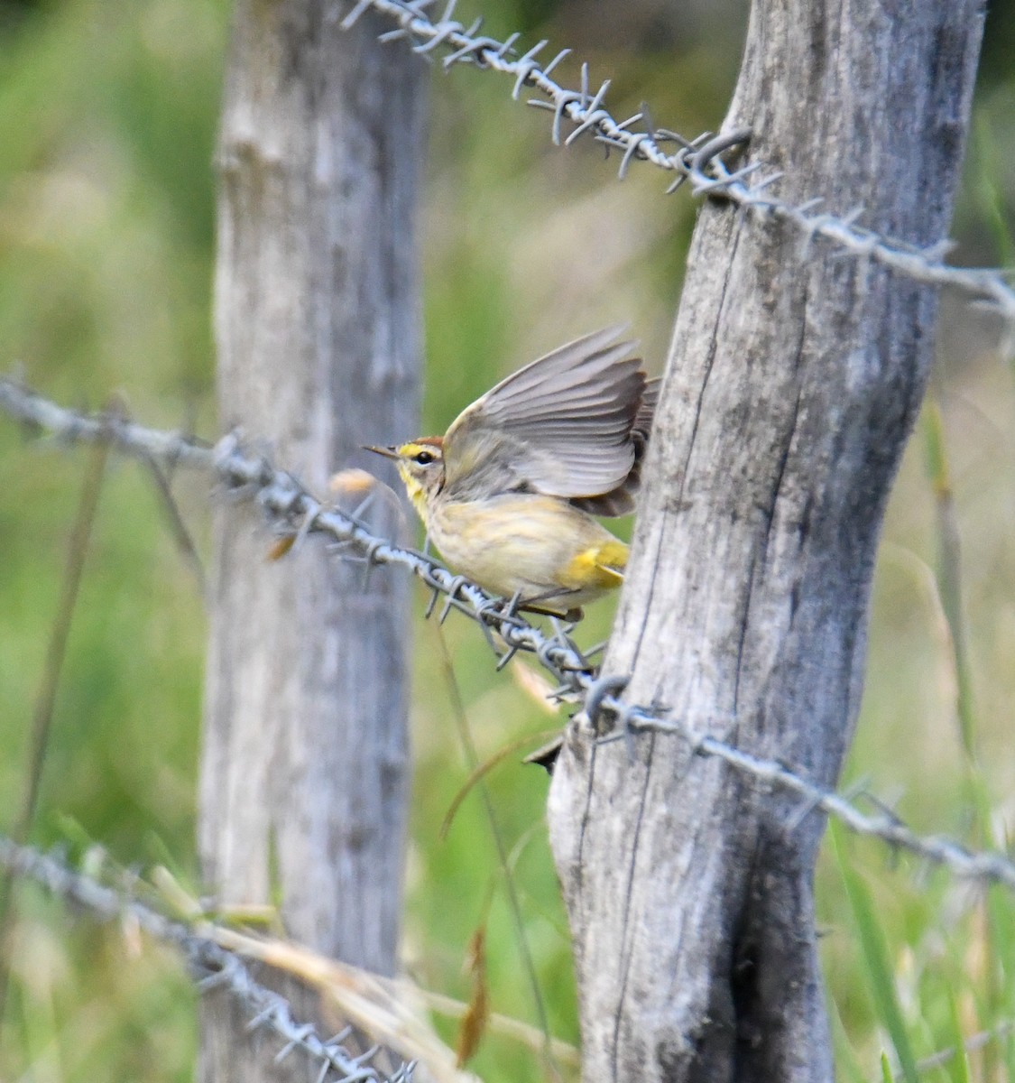 Palm Warbler (Western) - ML616943117