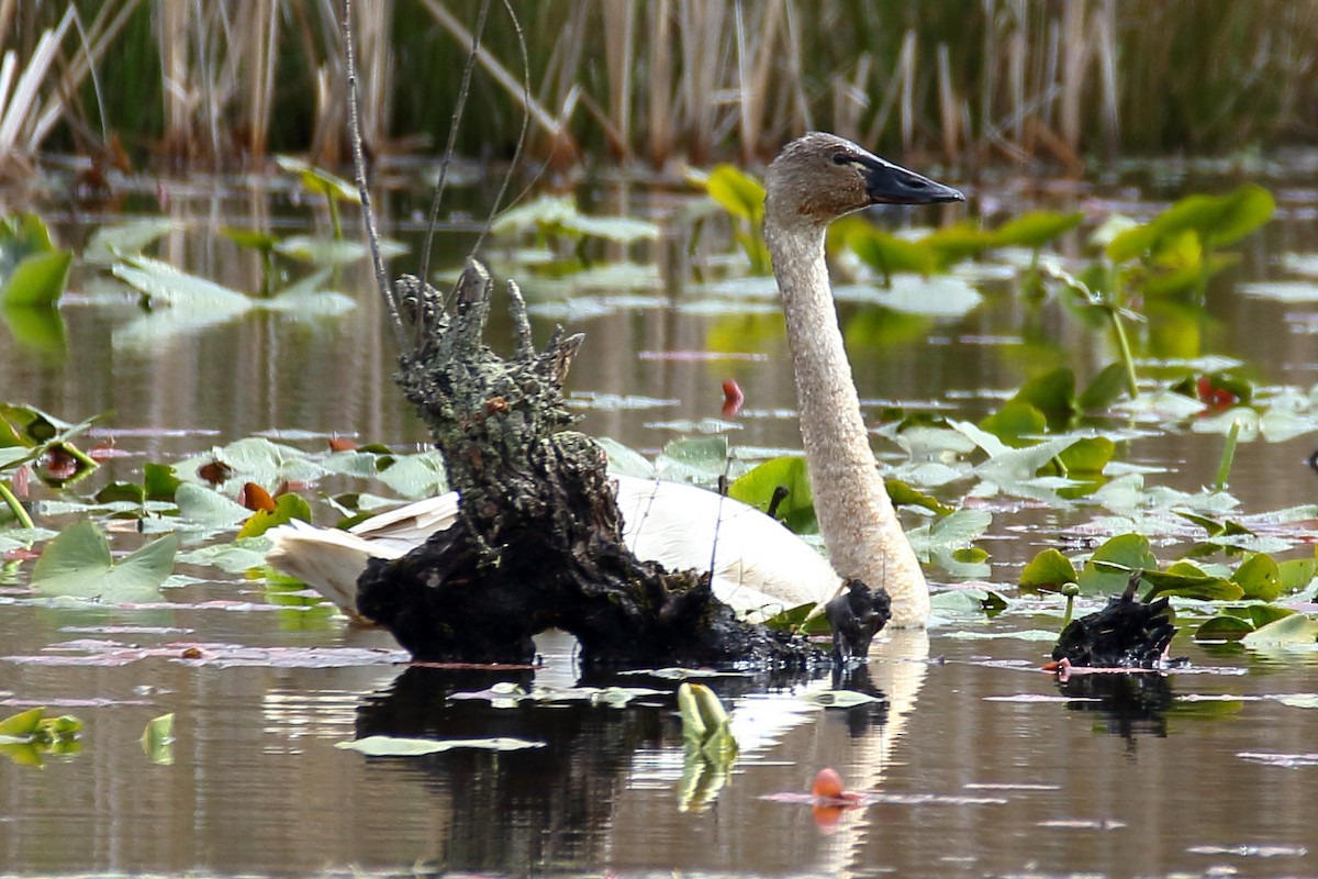 Tundra Swan - ML616943118