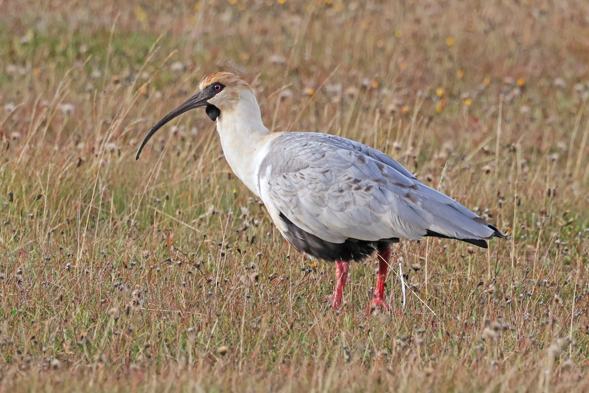 Black-faced Ibis - ML616943125