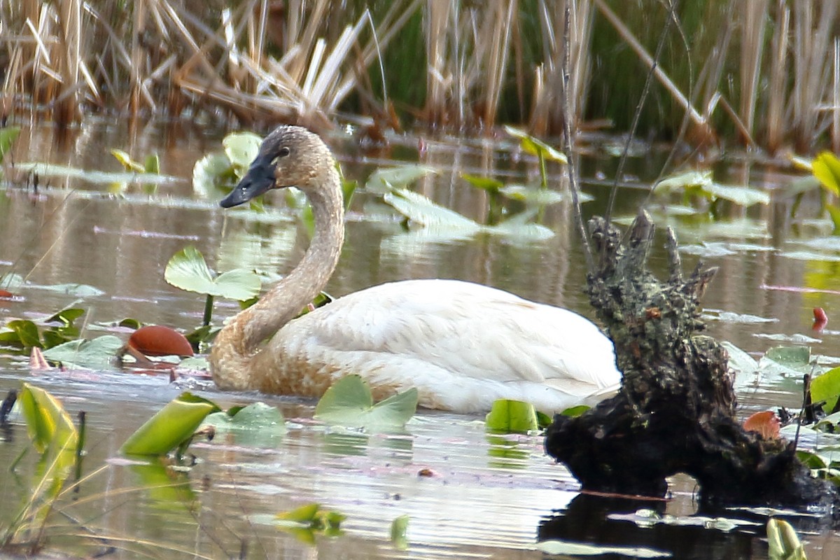 Cygne siffleur - ML616943126