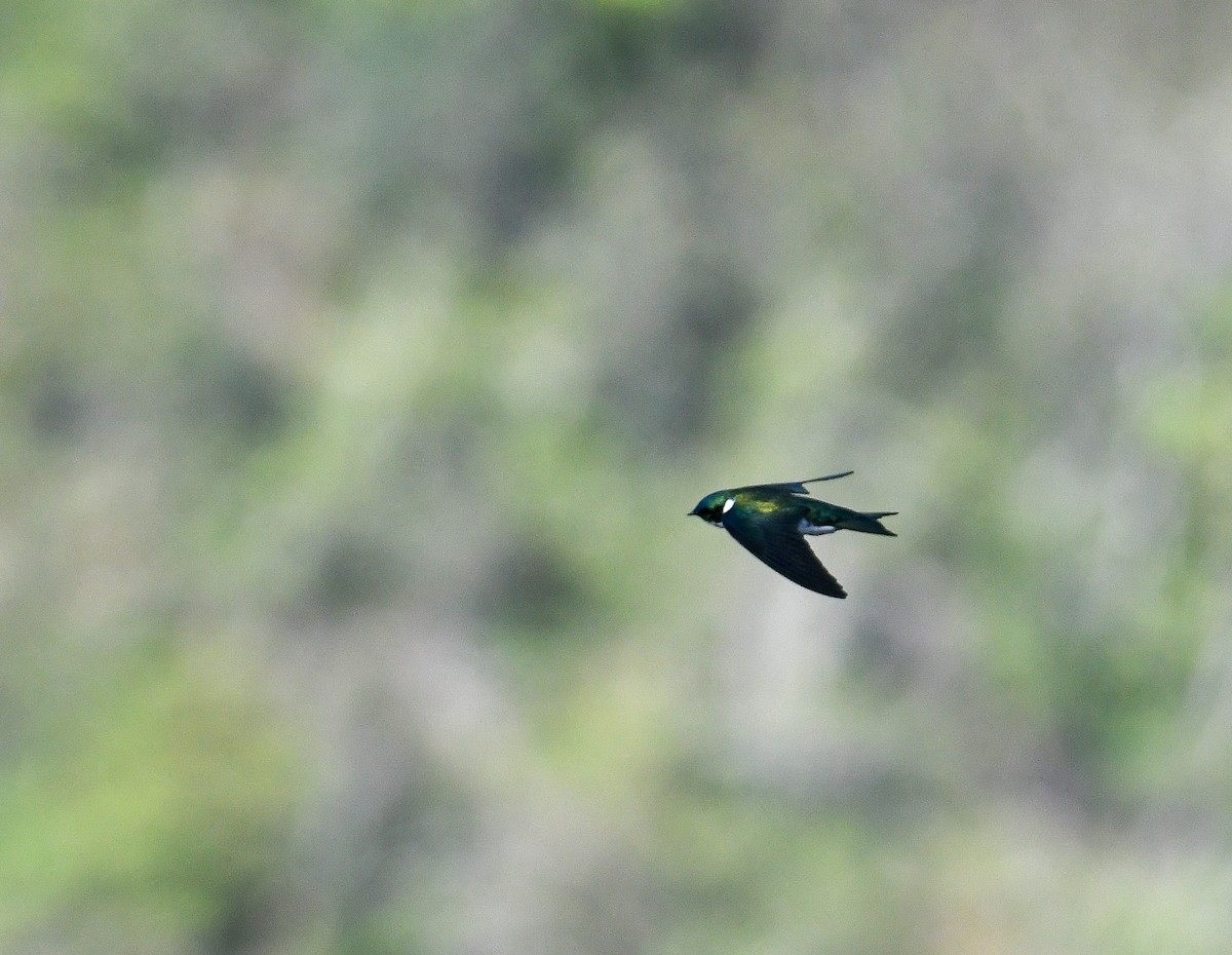 Golden Swallow - David Chernack